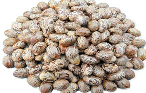 Castor seed